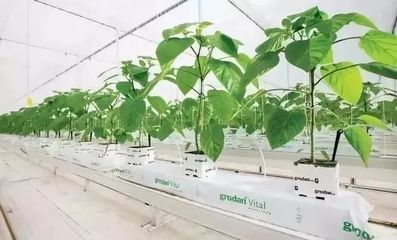 雄霸世界！荷蘭農(nóng)業(yè)靠這5大經(jīng)營模式與種植技術(shù)開發(fā)